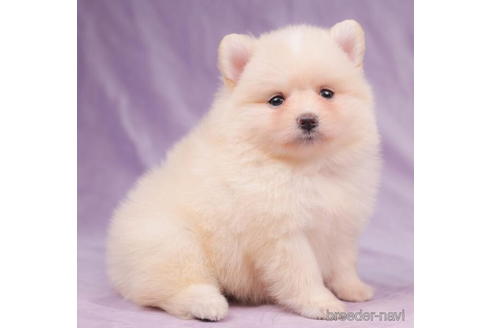 成約済の東京都のポメラニアン-205900の1枚目